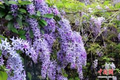 广西容县紫藤花开惹人醉